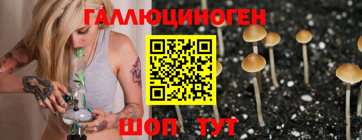 Галлюциногенные грибы Psilocybe Подольск